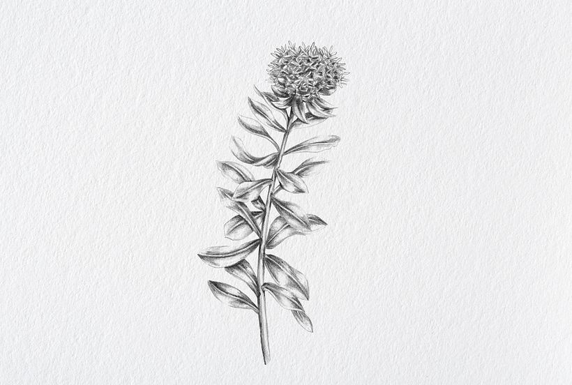 Camphora Botánica 18