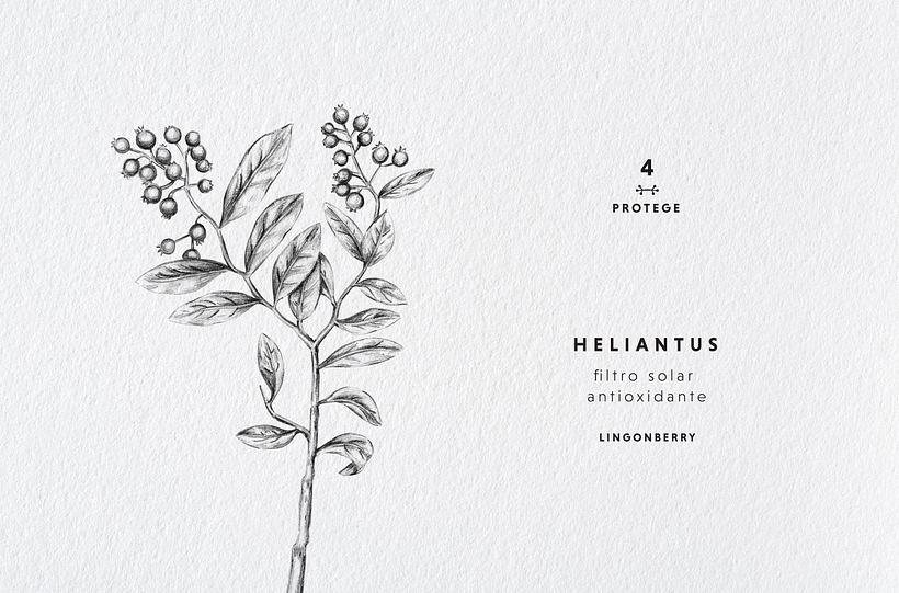 Camphora Botánica 22