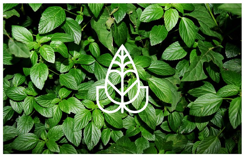 VERA SAYAB - Branding 7