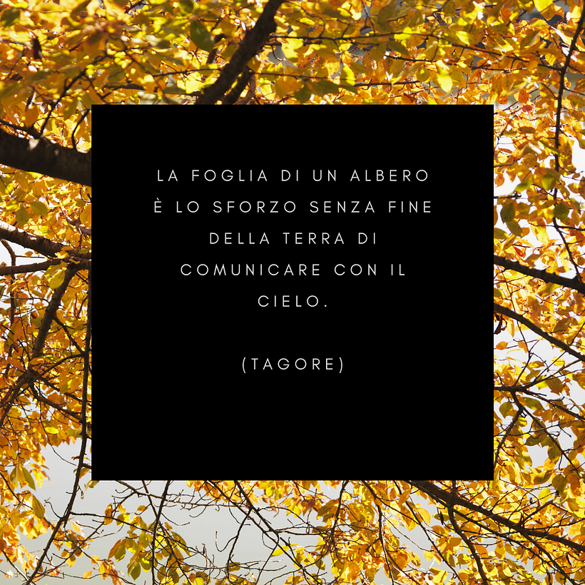 collezione foglie e memoria 1