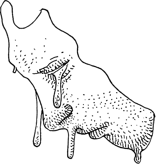 Anatomística I 10