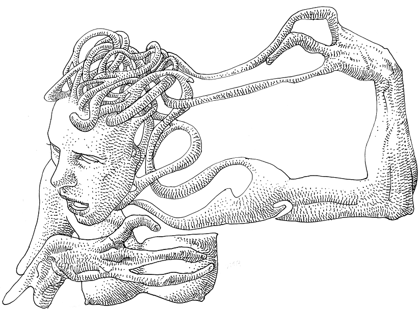 Anatomística I 12