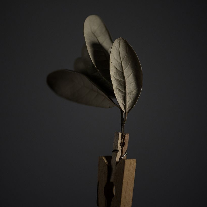 Green Leaves - Fotografía