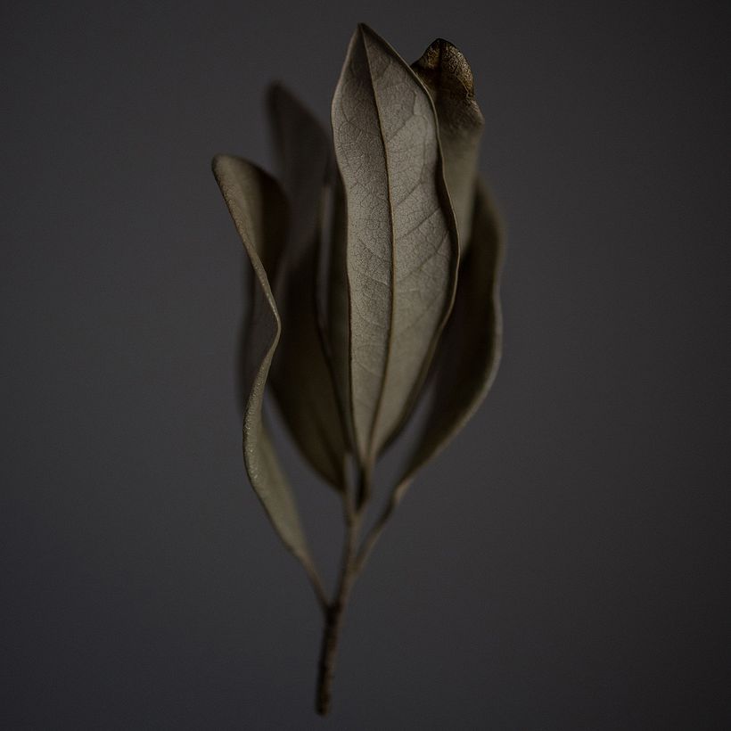 Green Leaves - Fotografía