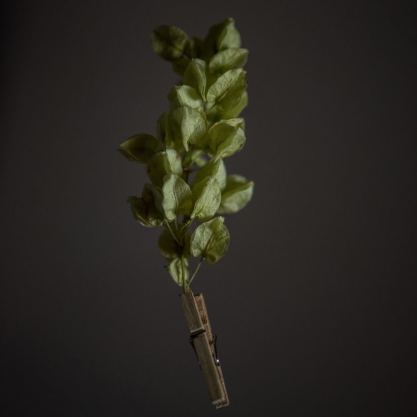Green Leaves - Fotografía
