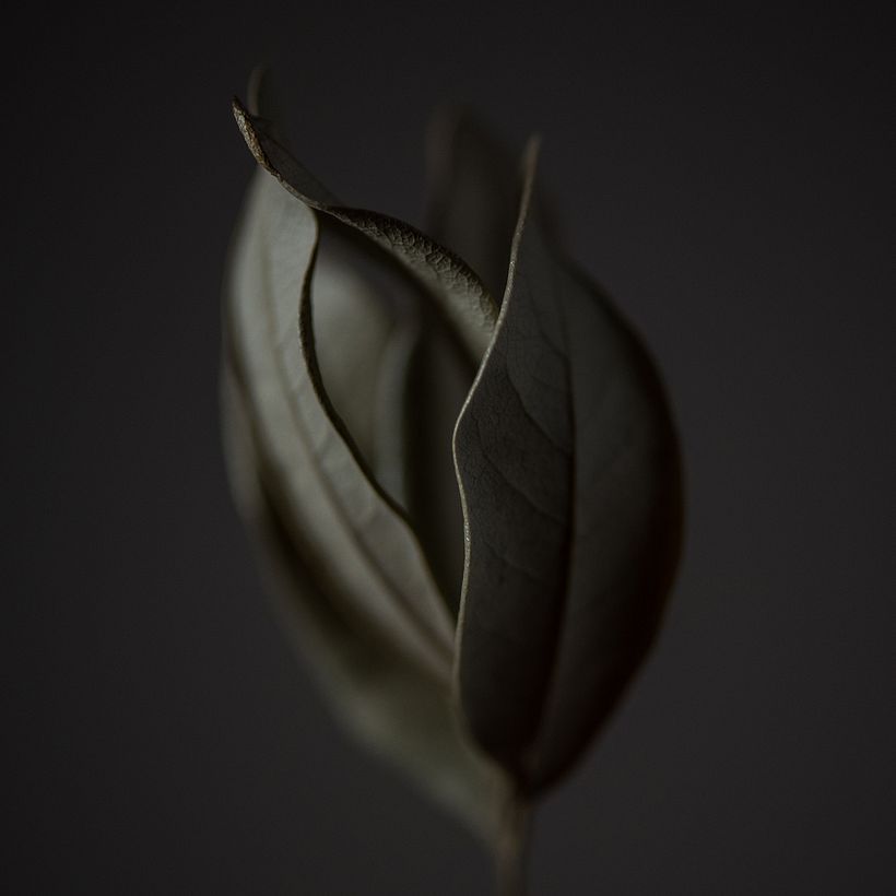 Green Leaves - Fotografía