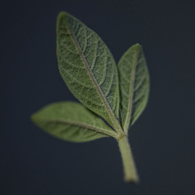 Green Leaves - Fotografía