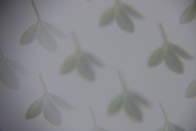 Green Leaves - Fotografía