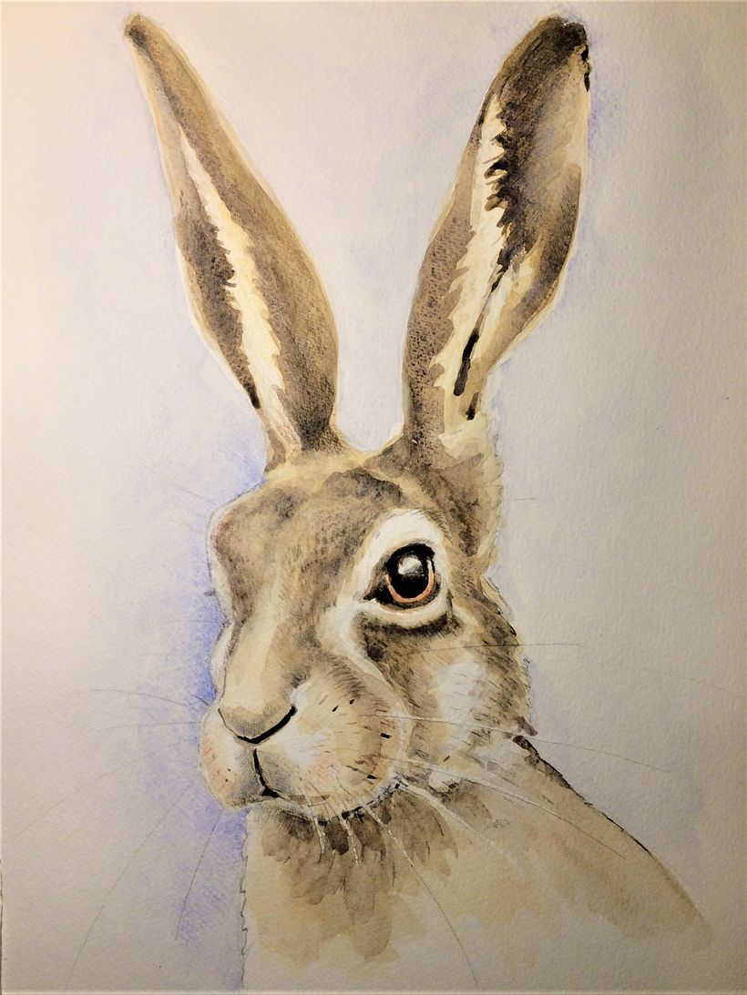 Hare