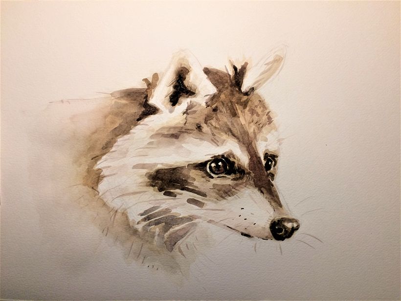 Raccoon
