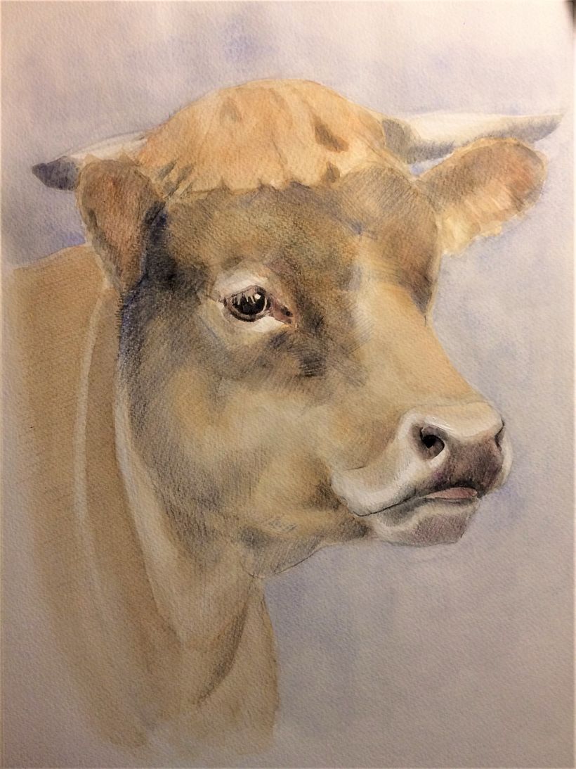 Cow
