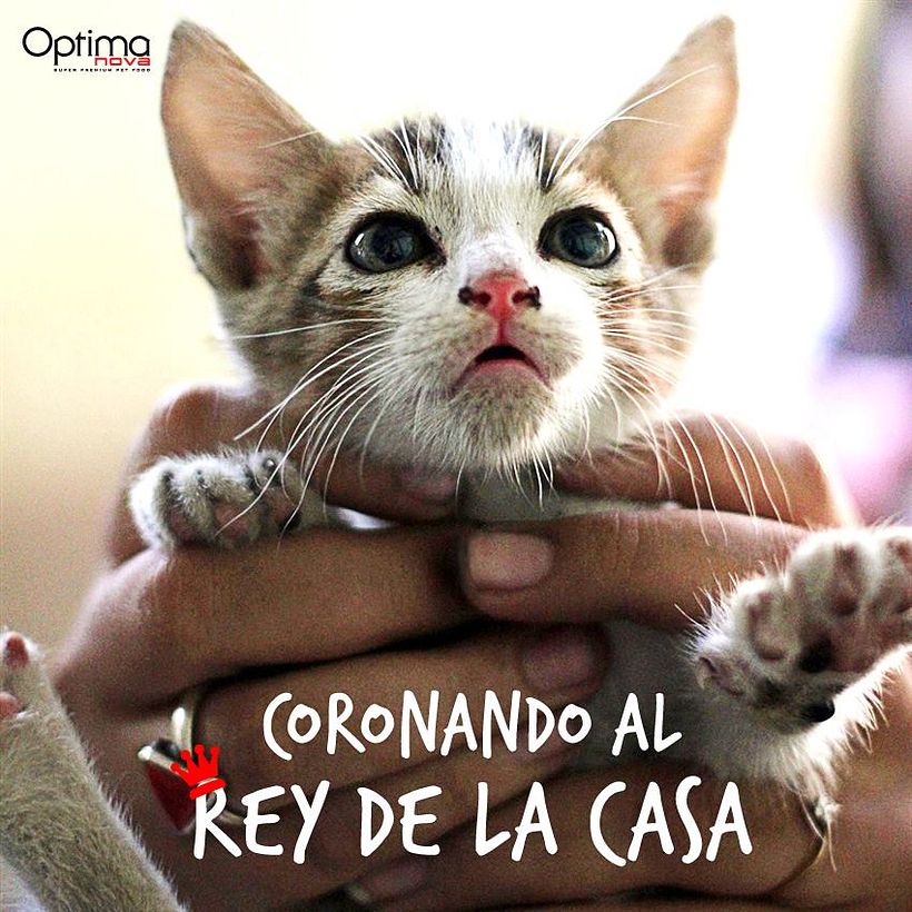 Creatividades digitales 29