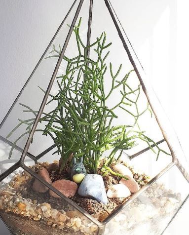Terrários 0