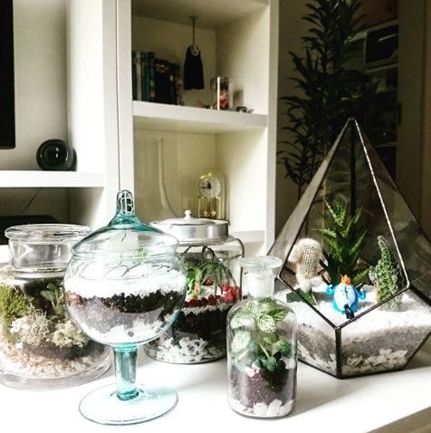 Terrários 4