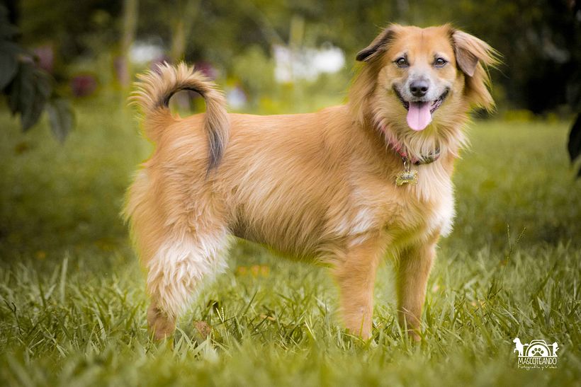 Mi Proyecto del curso: Introducción a la fotografía de perros -1