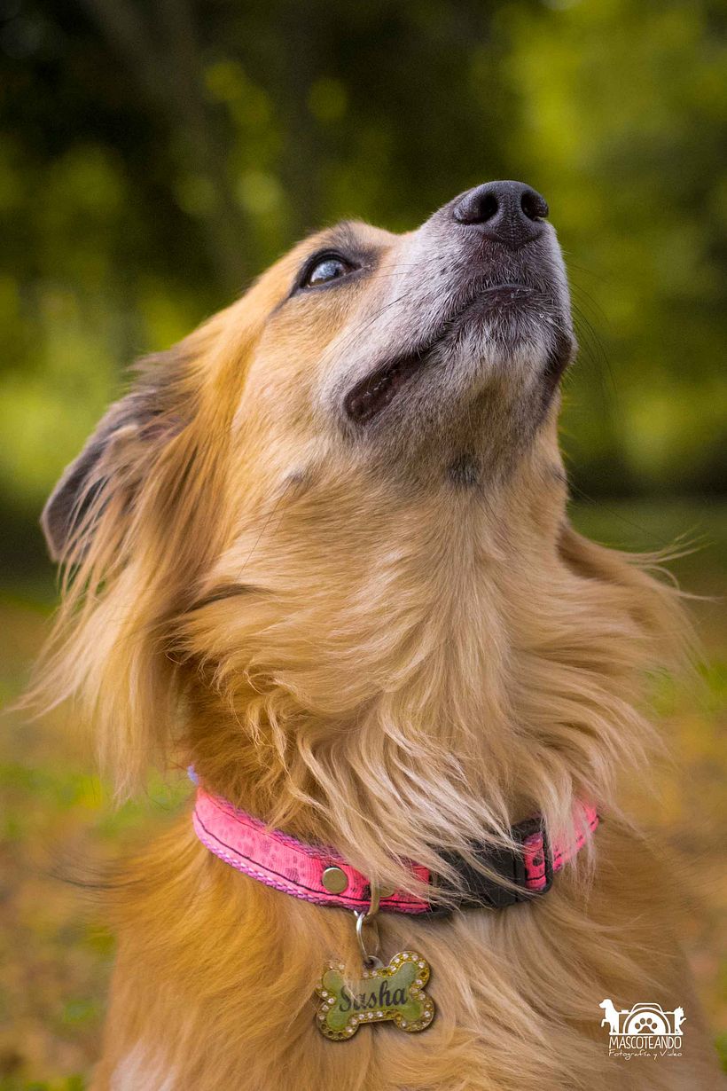 Mi Proyecto del curso: Introducción a la fotografía de perros 0