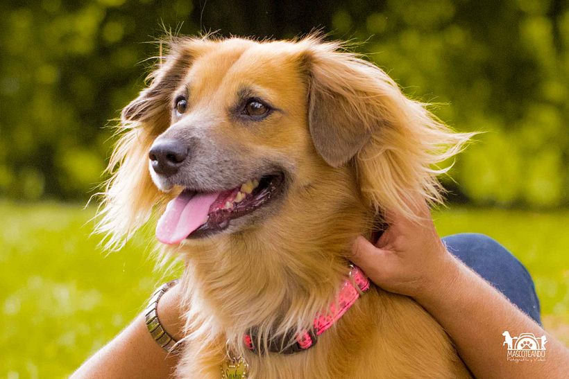 Mi Proyecto del curso: Introducción a la fotografía de perros 2