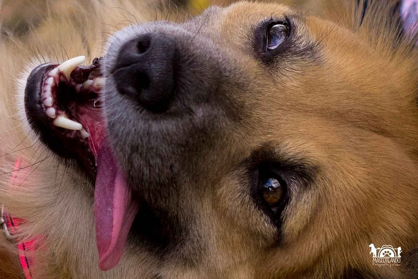 Mi Proyecto del curso: Introducción a la fotografía de perros 3