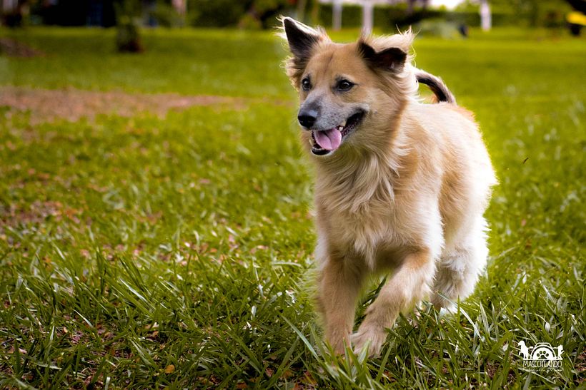 Mi Proyecto del curso: Introducción a la fotografía de perros 4