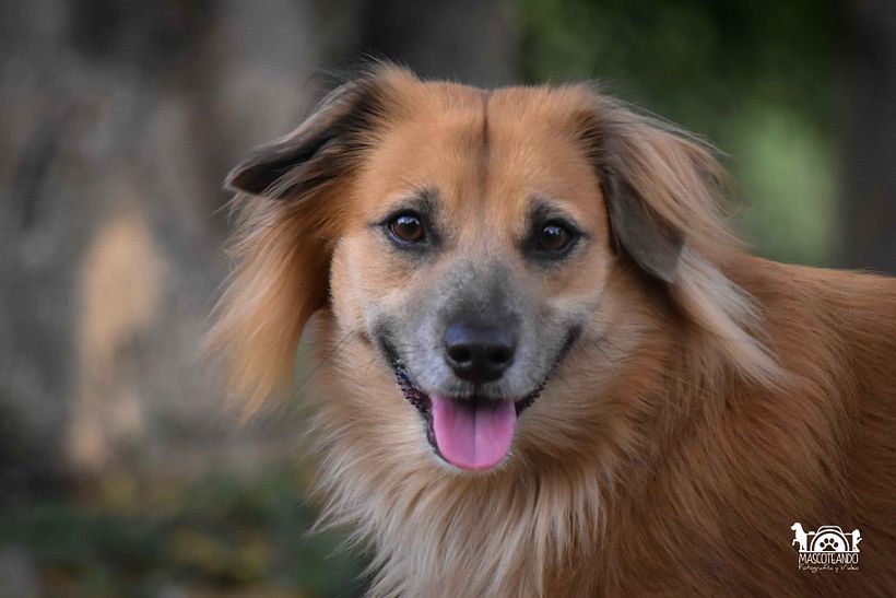 Mi Proyecto del curso: Introducción a la fotografía de perros 5