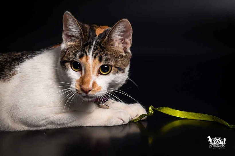 Mi Proyecto del curso: Introducción a la fotografía de perros 6