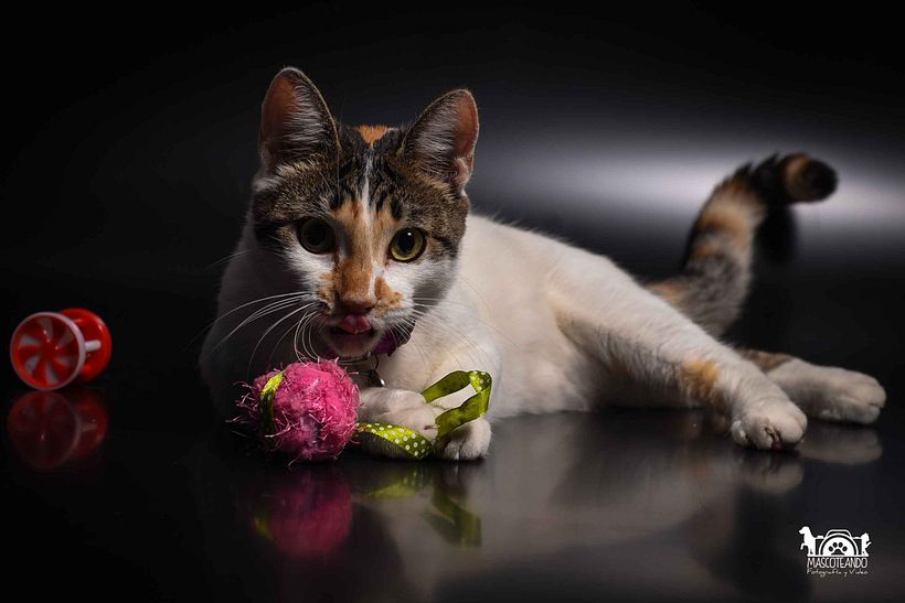 Mi Proyecto del curso: Introducción a la fotografía de perros 7