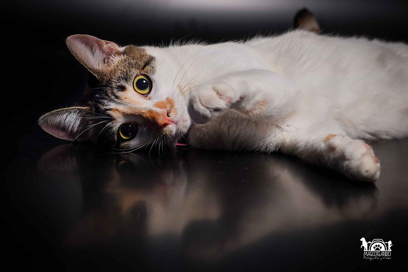 Mi Proyecto del curso: Introducción a la fotografía de perros 8