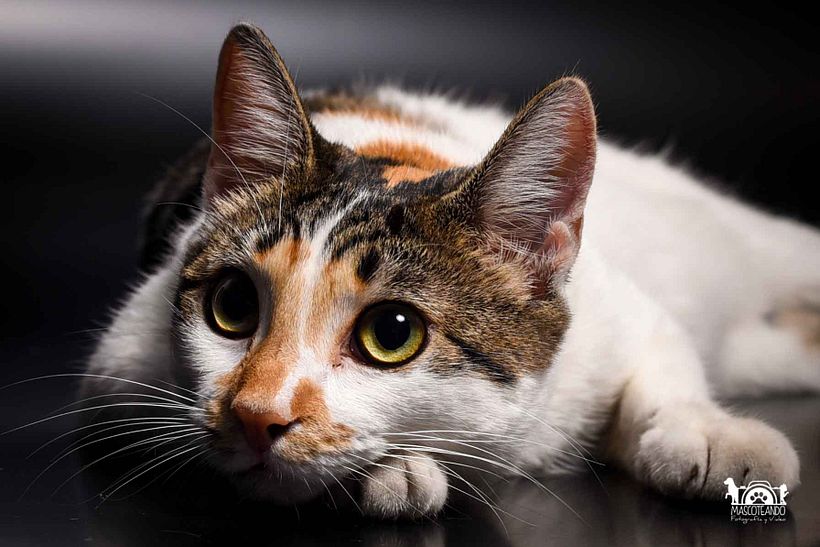 Mi Proyecto del curso: Introducción a la fotografía de perros 9