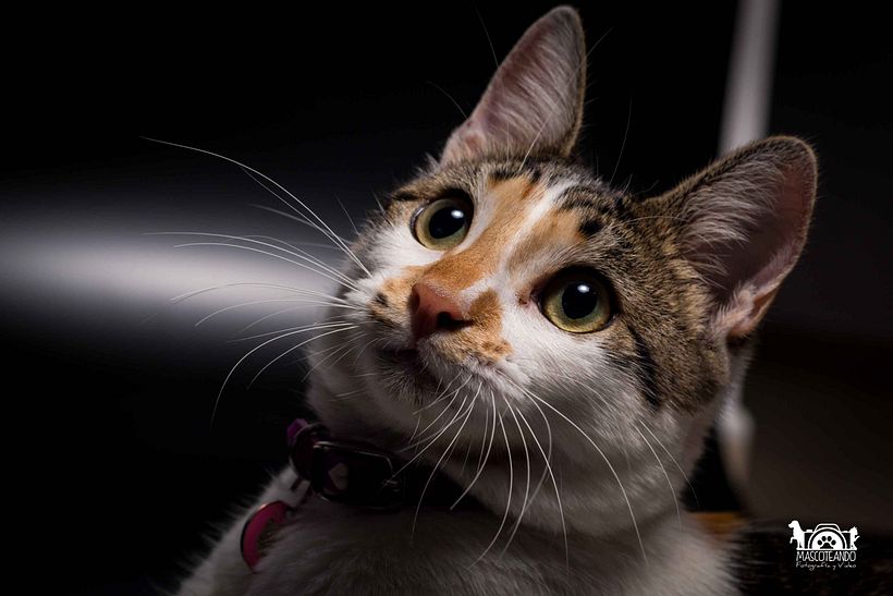 Mi Proyecto del curso: Introducción a la fotografía de perros 10