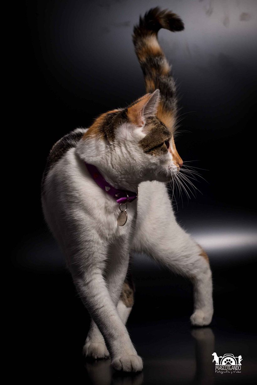 Mi Proyecto del curso: Introducción a la fotografía de perros 11