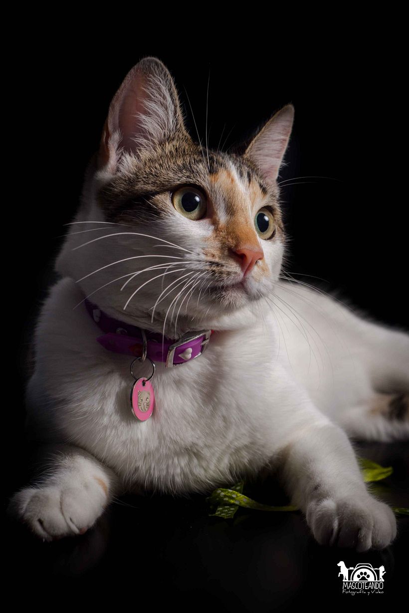 Mi Proyecto del curso: Introducción a la fotografía de perros 12