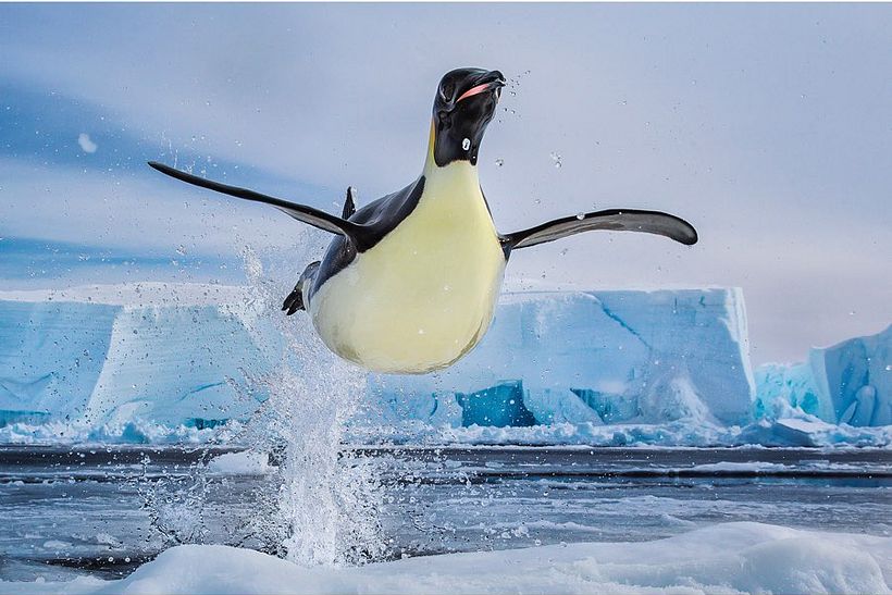 Paul Nicklen