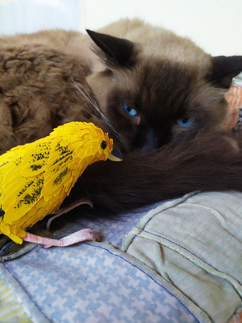 Meu projeto do curso: CANARINHO- Canario da terra 4