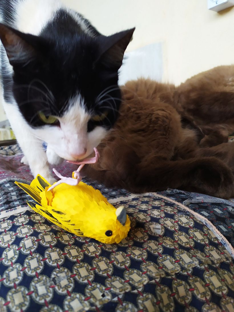 Meu projeto do curso: CANARINHO- Canario da terra 5