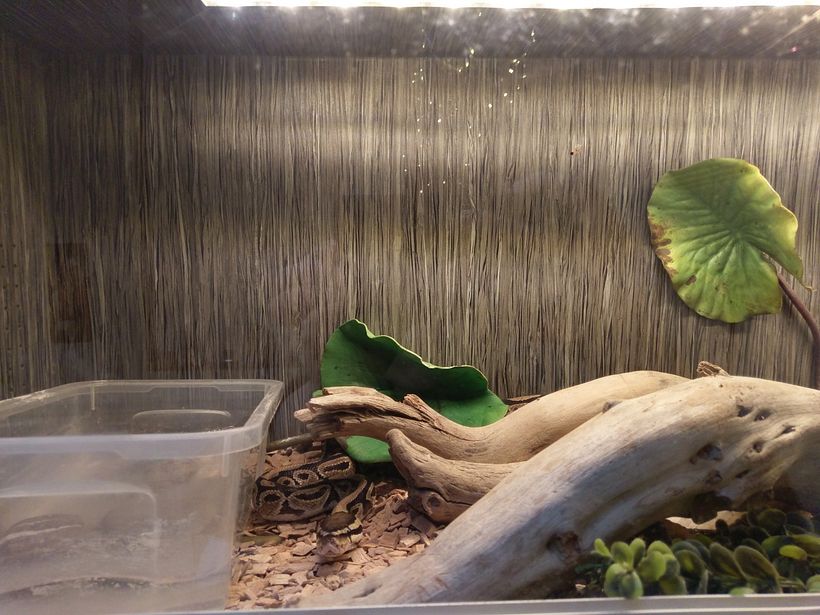 Mi Proyecto del curso: Iniciación al diseño de interiores 6