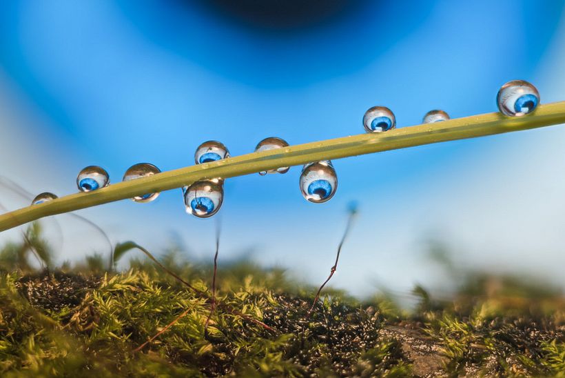 A destacar: Gotas sobre briznas de césped. El "suelo" es musgo.