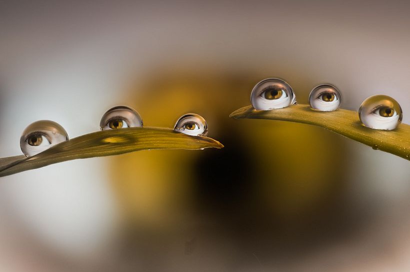 A destacar: Gotas sobre briznas de césped. 