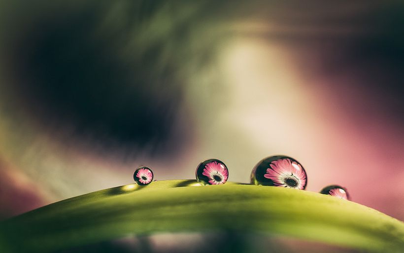 A destacar: Luz cenital/lateral bastante dura. Se utiliza difusor pero muy cercano a la luz y a las gotas.