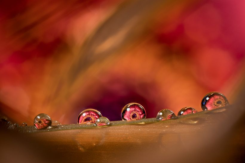 A destacar: Primer plano de desenfoque con trozos de hojas.