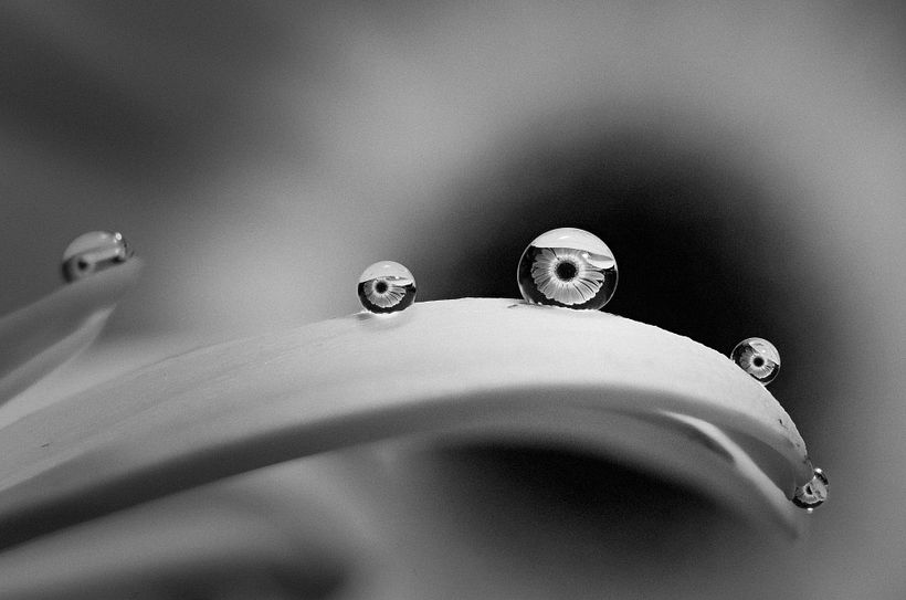 A destacar: Gotas con "sombrero" centrando las gotas en la hoja, posproducción en B/N