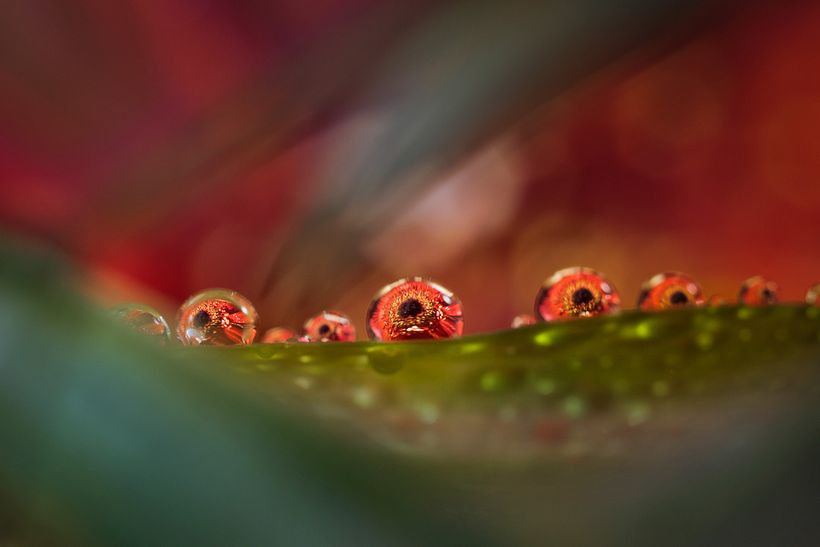 A destacar: Una sola foto sin stacking, con primer plano de desenfoque.