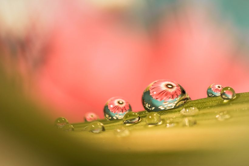 A destacar: Es el mismo escenario que el anterior, abriendo diafragma y cambiando el fondo. La foto está recortada.