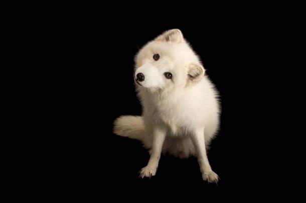 Joel Sartore