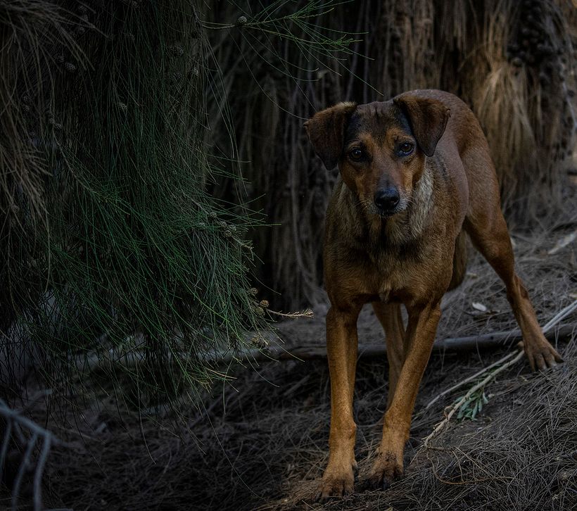 Un sin dueño en el cerro -1