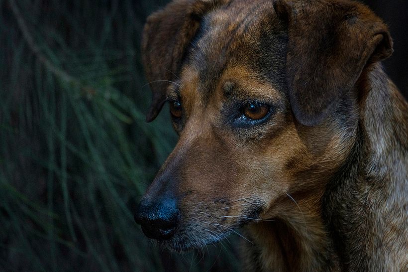 Un sin dueño en el cerro 0
