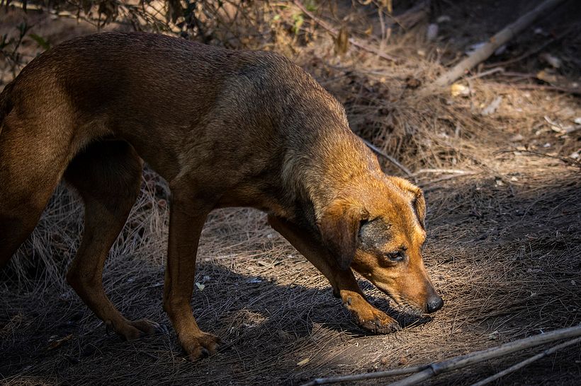 Un sin dueño en el cerro 1