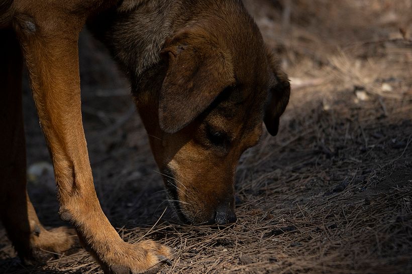 Un sin dueño en el cerro 2