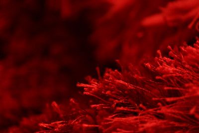Entre rojos -1
