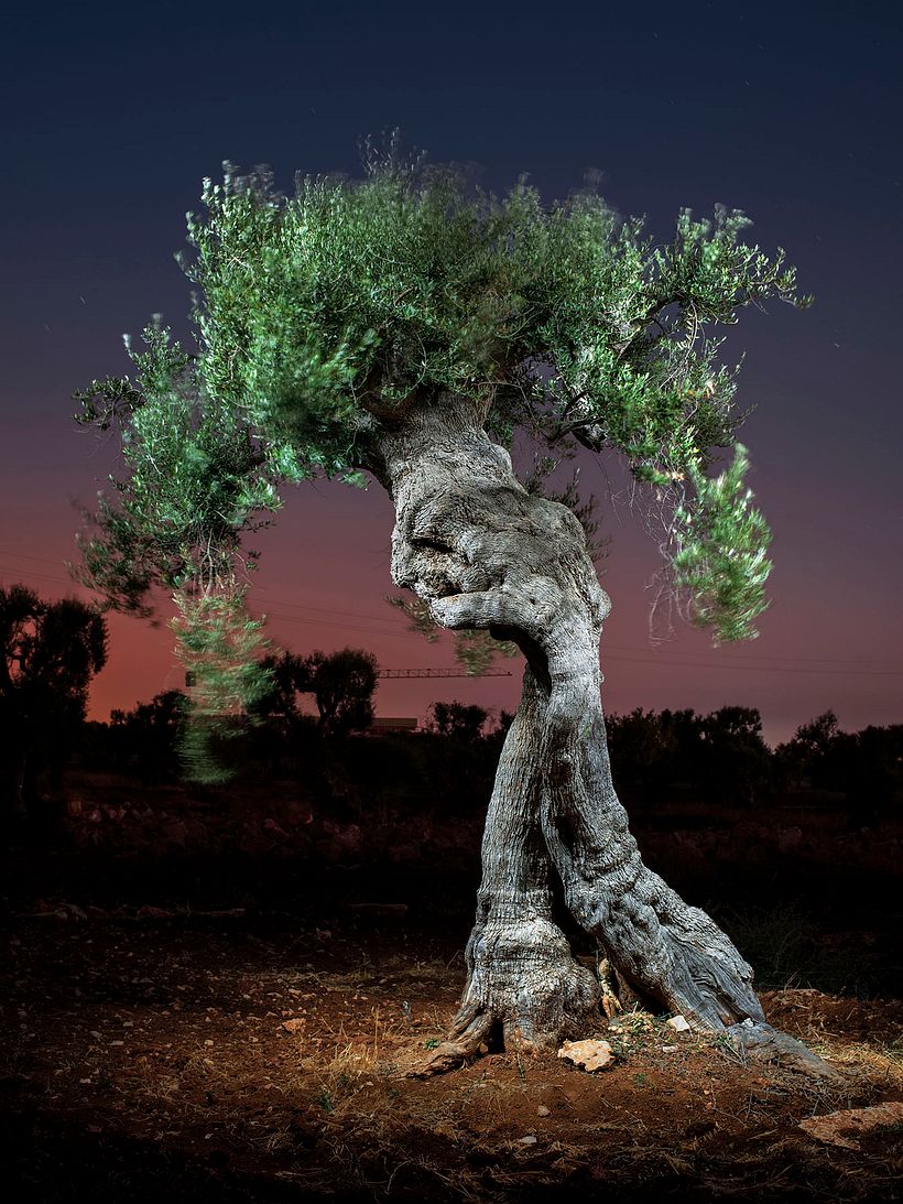 The Walking Trees 2