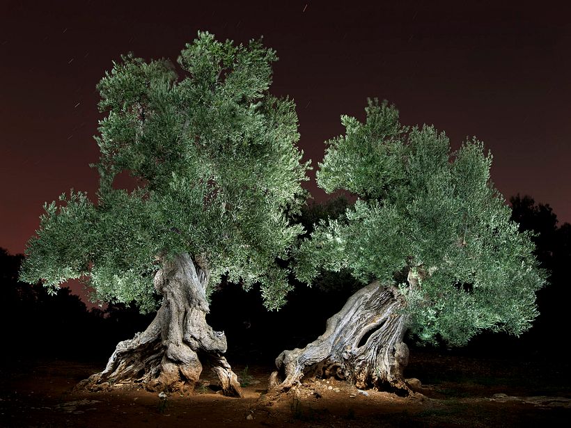 The Walking Trees 4